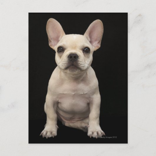Cream colored French Bulldog Puppy Postkarte (Vorderseite)