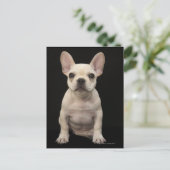 Cream colored French Bulldog Puppy Postkarte (Stehend Vorderseite)