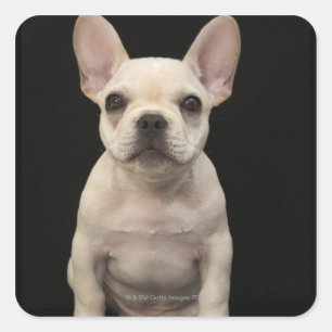 Cream colored French Bulldog Puppy Quadratischer Aufkleber