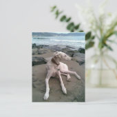 Cream Greyhound Puppy Dog Leere notecard Postkarte (Stehend Vorderseite)