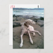 Cream Greyhound Puppy Dog Leere notecard Postkarte (Vorne/Hinten)