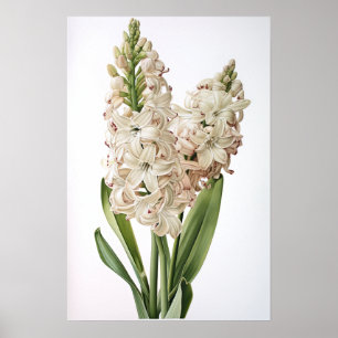 Cream Hyacinth Blume Art Print Poster