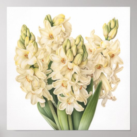 Cream Hyacinth Blume Art Print Poster (Vorne)