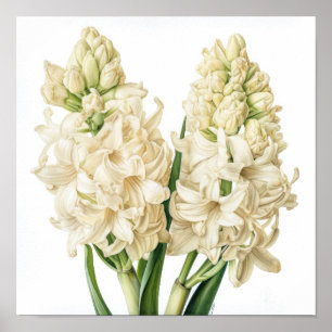 Cream Hyacinth Blume Art Print Poster