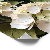 Cream Hydrangeas with Textured Leaves Poster (Ecke)