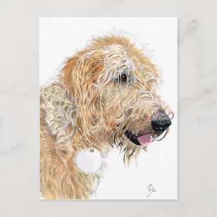 Cream Labradoodle Postkarten