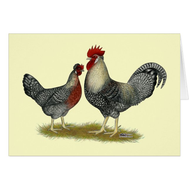 Cream Legbar Chickens (Vorderseite (Horizontal))
