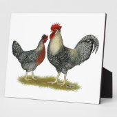 Cream Legbar Chickens Fotoplatte (Seite)