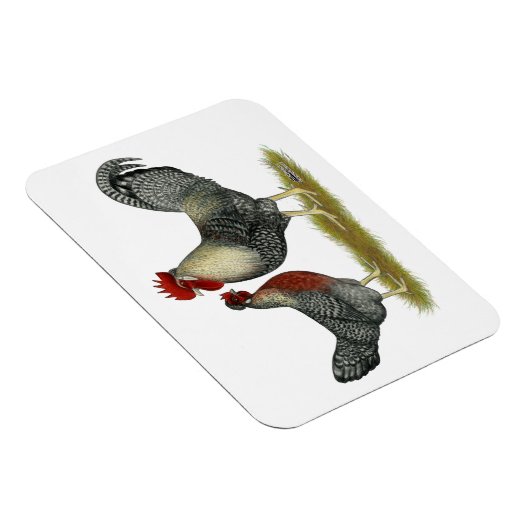 Cream Legbar Chickens Magnet (Rechte Seite)