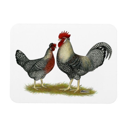 Cream Legbar Chickens Magnet (Horizontal)