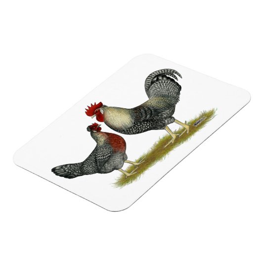 Cream Legbar Chickens Magnet (Linke Seite)