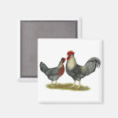 Cream Legbar Chickens Magnet (Vorderseite/Rückseite)