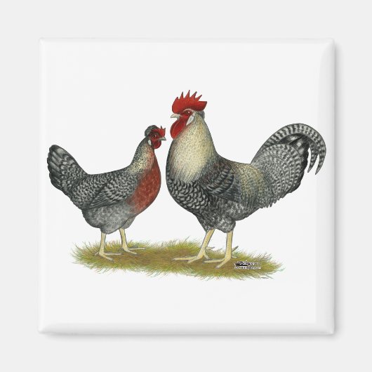 Cream Legbar Chickens Magnet (Vorne)