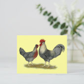 Cream Legbar Chickens Postkarte (Stehend Vorderseite)
