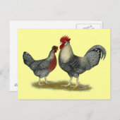 Cream Legbar Chickens Postkarte (Vorne/Hinten)