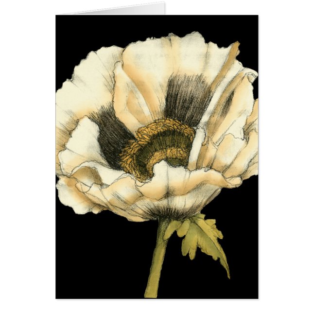 Cream Poppy Blume im schwarzen Hintergrund (Vorne)