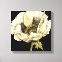 Cream Poppy Blume im schwarzen Hintergrund
