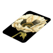 Cream Poppy Blume im schwarzen Hintergrund Magnet (Linke Seite)