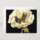 Cream Poppy Blume im schwarzen Hintergrund Postkarte (Vorne/Hinten)