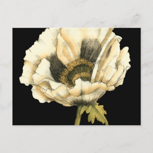 Cream Poppy Blume im schwarzen Hintergrund Postkarte (Vorderseite)