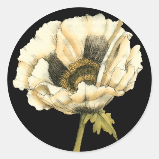 Cream Poppy Blume im schwarzen Hintergrund Runder Aufkleber (Vorderseite)