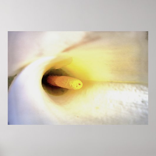 Cream White Calla Lily Nahe Abstrakte Kunst Poster (Vorne)