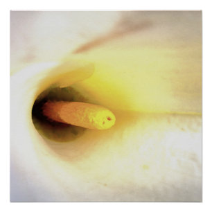 Cream White Calla Lily Nahe Abstrakte Kunst Poster