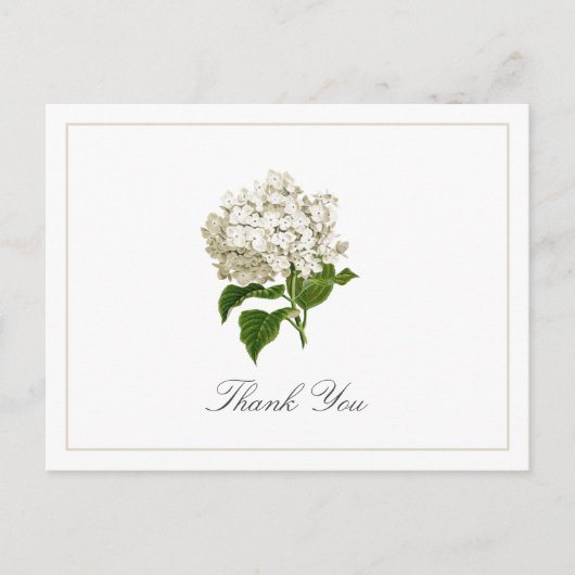 Cream White Hydrangea Bloom Traditional Thank You Postkarte (Vorderseite)