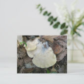 Creamy Bracket Fungus Postkarte (Stehend Vorderseite)