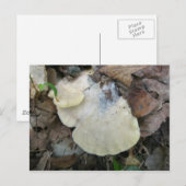 Creamy Bracket Fungus Postkarte (Vorne/Hinten)