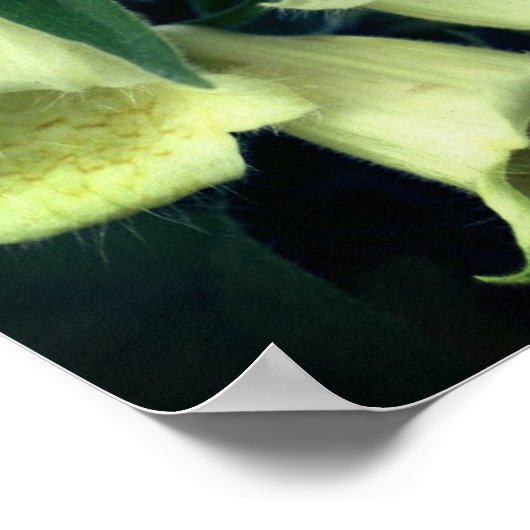 Creamy Foxglove Blume Poster (Ecke)