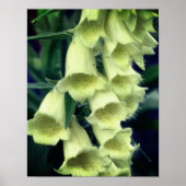Creamy Foxglove Blume Poster (Vorne)
