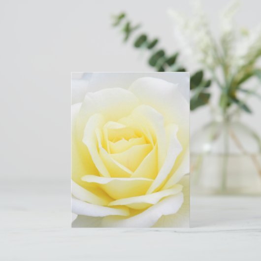 Creamy-Rose Postkarte (Stehend Vorderseite)