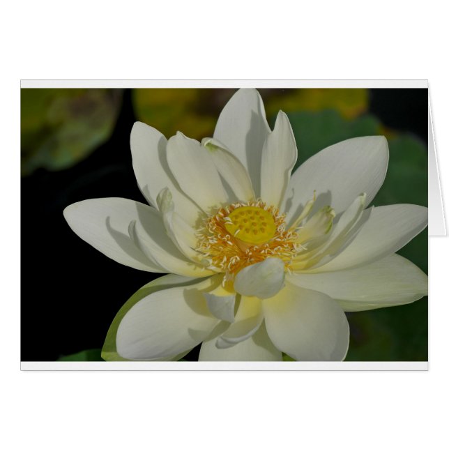 Creamy Water Lily.JPG (Vorderseite (Horizontal))