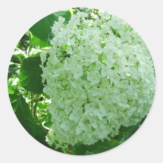 Creamy White Annabelle Hydrangea Blume Stickers (Vorderseite)
