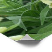 Creamy White Foxglove Blume #2 Poster (Ecke)