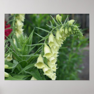 Creamy White Foxglove Blume #2 Poster