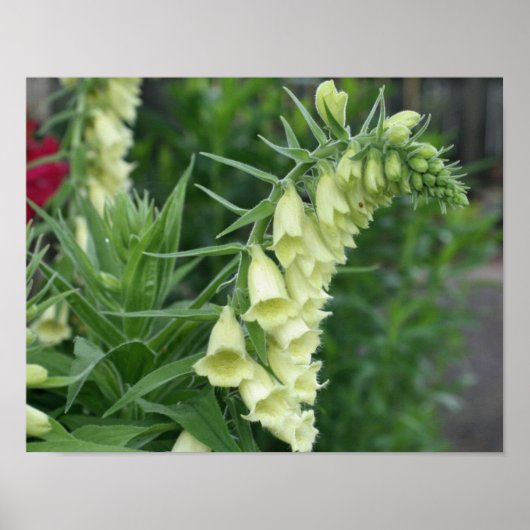 Creamy White Foxglove Blume #2 Poster (Vorne)