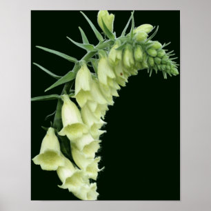 Creamy White Foxglove Blume Poster