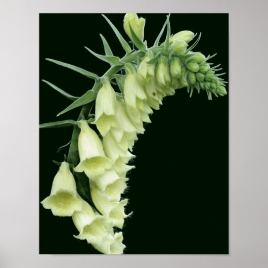 Creamy White Foxglove Blume Poster (Vorne)