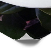 Creamy White Magnolia Poster Print (Ecke)