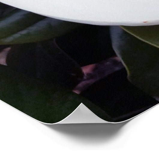 Creamy White Magnolia Poster Print (Ecke)
