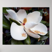 Creamy White Magnolia Poster Print (Vorne)