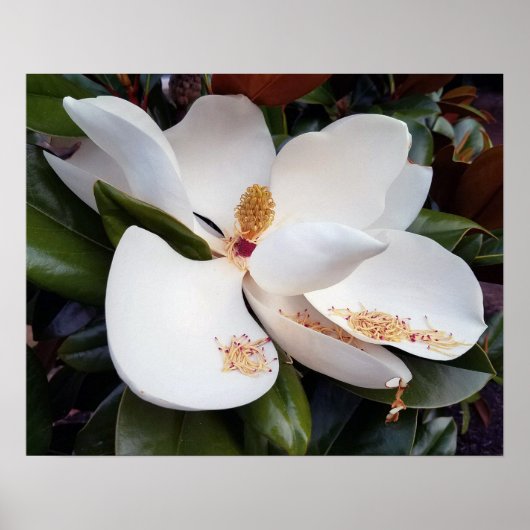 Creamy White Magnolia Poster Print (Vorne)
