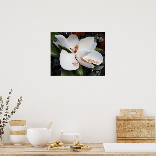 Creamy White Magnolia Poster Print (Küche)