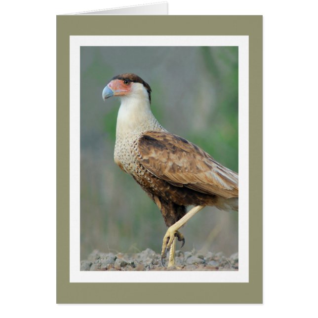 Created Caracara (Vorne)