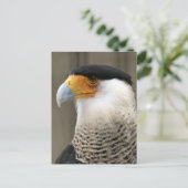 Created Caracara Bird Foto Postkarte (Stehend Vorderseite)