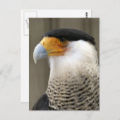 Created Caracara Bird Foto Postkarte (Vorne/Hinten)
