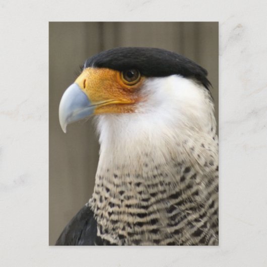 Created Caracara Bird Foto Postkarte (Vorderseite)