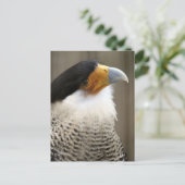 Created Caracara Bird Foto Postkarte (Stehend Vorderseite)